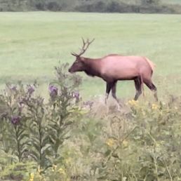 Bull elk grazing Bull elk grazing