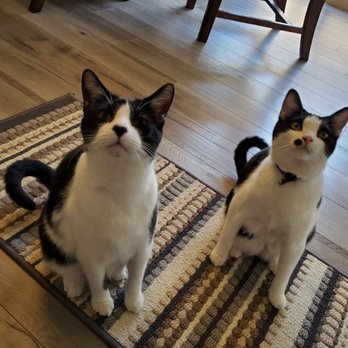 Pawsitive Pet Sitting & Dog Walking - My cats love her already - Dog Walkers Near Me - Lakewood, California