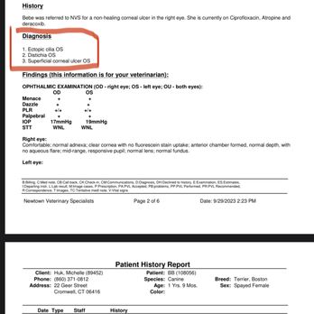 Beaver Brook Animal Hospital - Ophthalmologist confirming no entropian along with the right diagnostics. - Veterinarians Near Me - Wethersfield, Connecticut Beaver Brook Animal Hospital - Ophthalmologist confirming no entropian along with the right diagnostics. - Veterinarians Near Me - Wethersfield, Connecticut