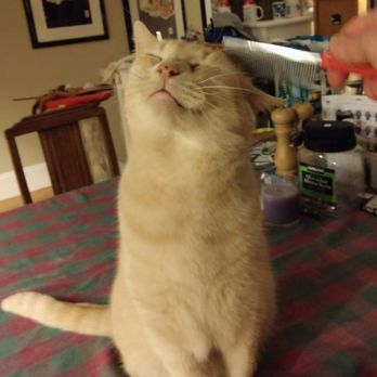 Dotty's Pet Sitting Service - Pet Sitting Near Me Dotty's Pet Sitting Service - Pet Sitting Near Me