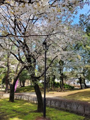 Suizenji Jojuen Garden by null