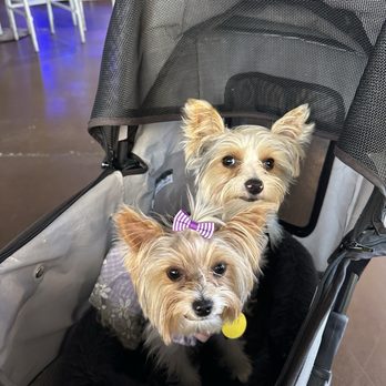 Duke's Brewhouse - My dogs, this restaurant is Pet friendly - American Near Me - Winter Haven, Florida
