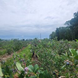 Ven Roy Blueberries