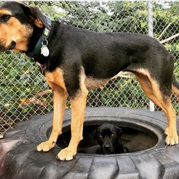 My dog loves hanging outside in the giant tire! My dog loves hanging outside in the giant tire!