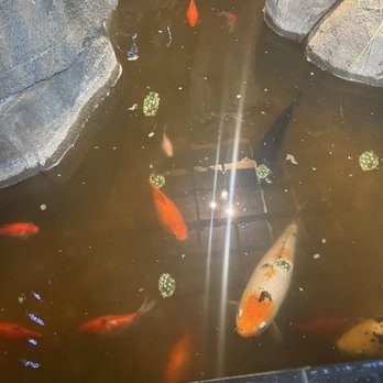 Canaan Buffet - said koi fish (this is about a foot and a half deep and you can't see the bottom) - Buffets Near Me - Spokane, Washington