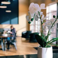 Lacuna Coffee - Focus.