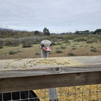 Ostrichland USA - Attraction Farms Near Me - Solvang, California Ostrichland USA - Attraction Farms Near Me - Solvang, California