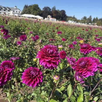 Swan Island Dahlias - Nurseries & Gardening Near Me - Canby, Oregon Swan Island Dahlias - Nurseries & Gardening Near Me - Canby, Oregon