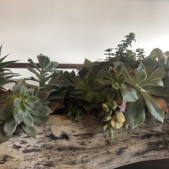 101 Wine Press - The cutest succulent center piece - Wine Bars Near Me - Prunedale, California