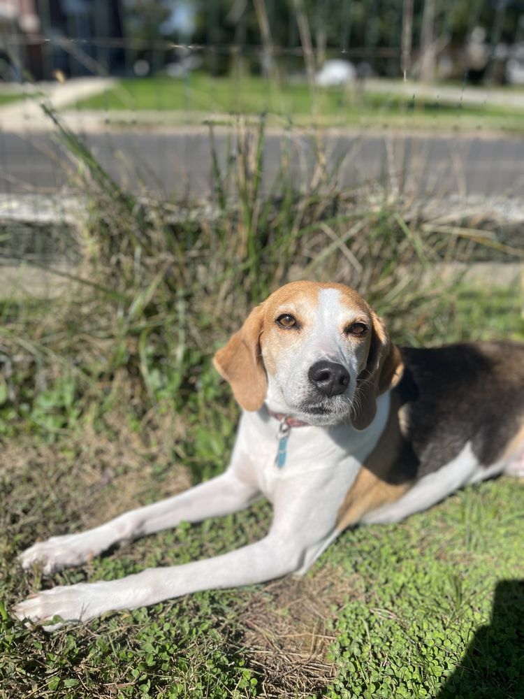 Lovely Paws Pet Sitting - pet boarding facility in Glenside, PA