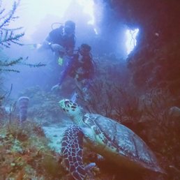 Turtle