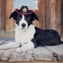 Photo of Desert Bloom Mobile Veterinary Service