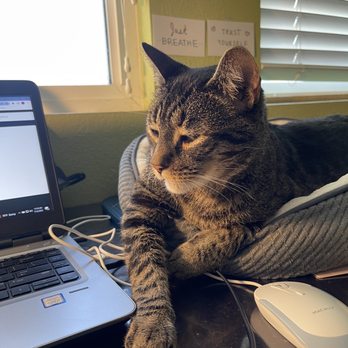 A Pawsitive Approach - Animal Shelters Near Me