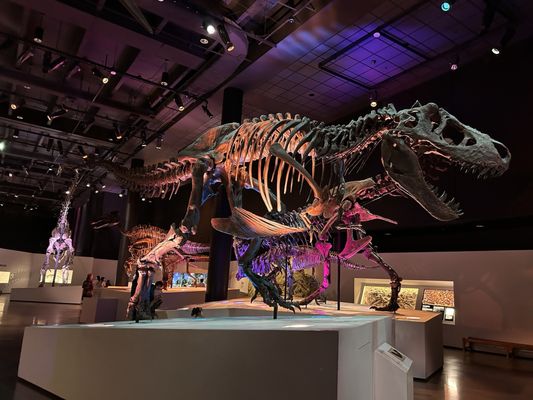 Houston Museum of Natural Science by null