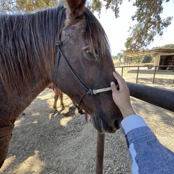 Central Coast Trailrides - Cinnamon - Horseback Riding Near Me