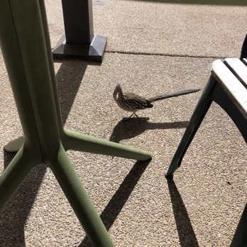 Savaya Coffee Market - Roadrunner mascot - Coffee Roasteries Near Me - Oro Valley, Arizona Savaya Coffee Market - Roadrunner mascot - Coffee Roasteries Near Me - Oro Valley, Arizona