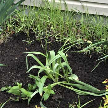 BAM Outdoor - Plants trampled and buried while mulching - Tree Services Near Me - Westfield, Indiana