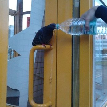 Luas Red Line - Punk ass pigeon - Public Transportation Near Me - Dublin, D Luas Red Line - Punk ass pigeon - Public Transportation Near Me - Dublin, D
