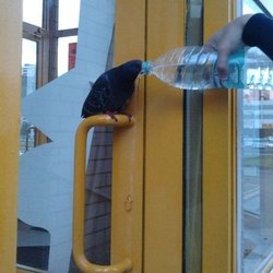 Luas Red Line - Punk ass pigeon
