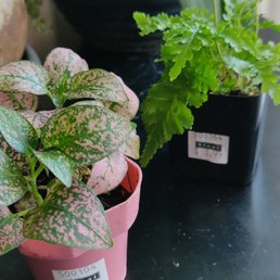 The two little ferns that we got The two little ferns that we got