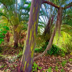 Gallery Patrick - Rainbow Eucalyptus Puna palisades