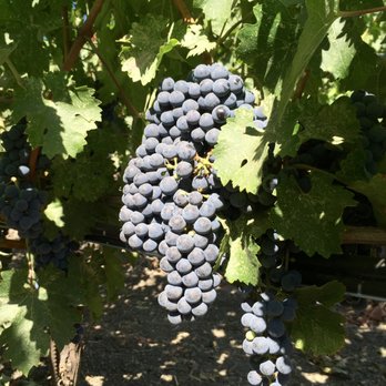 Opus One Winery - Wineries Near Me - Oakville, California