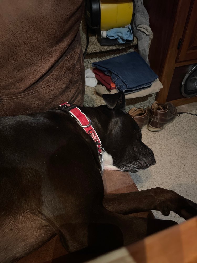 THE K9 COMPANY Updated September 2024 11 Photos 1230 West