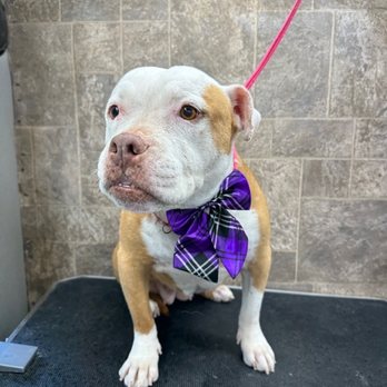 Free lance grooming services - Pet Groomers Near Me