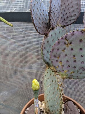 Cactus Store by null