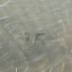 Stone Circle Cider - Biggest tadpoles round