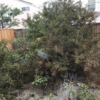 BioScapes Treecare - 7 trees and roots down in less than 2 hours - Landscaping Near Me - Union City, California BioScapes Treecare - 7 trees and roots down in less than 2 hours - Landscaping Near Me - Union City, California