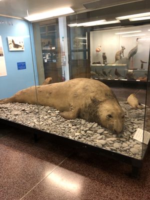 Museum of Natural History “Giacomo Doria” by null