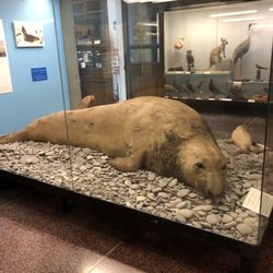 Museo civico di Storia Naturale Giacomo Doria - Éléphant de mer