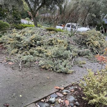 A-1 Prestige Tree Service - Tree branches in driveway at the beginning of the project. - Tree Services Near Me A-1 Prestige Tree Service - Tree branches in driveway at the beginning of the project. - Tree Services Near Me