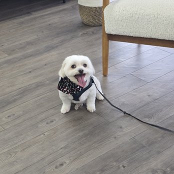 Pampered Paws Grooming - Pet Groomers Near Me - Nashville, Tennessee Pampered Paws Grooming - Pet Groomers Near Me - Nashville, Tennessee