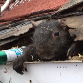 Need Pest Control - Pest Control Near Me Need Pest Control - Pest Control Near Me