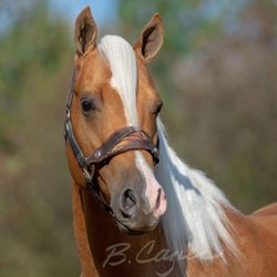 Nashwa Farms - Nashwa Farms loves horses and their owners
