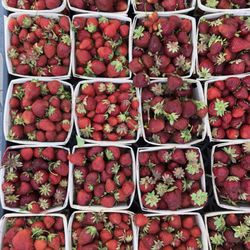 Boston Public Market at Dewey Square - Strawberries from Kimball Fruit Farm