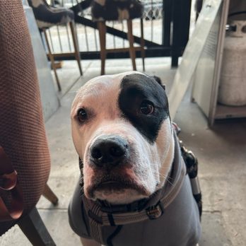Fratelli's Bistro - Rocko hanging out on their dog friendly patio. - Italian Near Me - Gallup, New Mexico Fratelli's Bistro - Rocko hanging out on their dog friendly patio. - Italian Near Me - Gallup, New Mexico