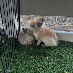 Scared bunnies Scared bunnies