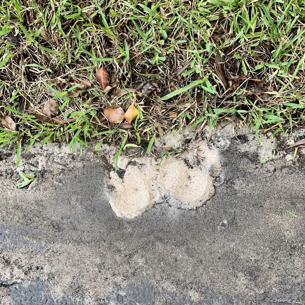 Florida Tropical Plumbing - Leaking sprinkler pipe, bubbling water to the surface. - Plumbing Near Me - Pompano Beach, Florida Florida Tropical Plumbing - Leaking sprinkler pipe, bubbling water to the surface. - Plumbing Near Me - Pompano Beach, Florida