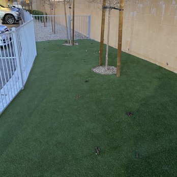 Green Leaf Lotus - 2-7-21 dog area filled with feces again - Apartments Near Me - Las Vegas, Nevada Green Leaf Lotus - 2-7-21 dog area filled with feces again - Apartments Near Me - Las Vegas, Nevada