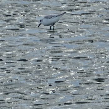 Coligny Beach Park - Parks Near Me - Hilton Head Island, South Carolina