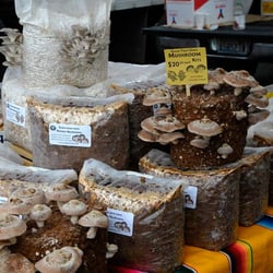 Cascadia Mushrooms