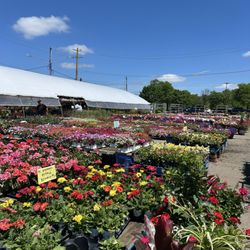 Flowers galore