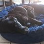 Photo of Kindred Moments Canine Training