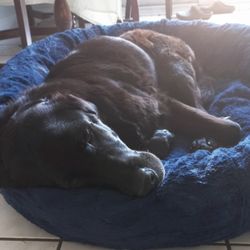 Kindred Moments Canine Training