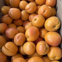 Sherman Way Market Place - Armenian amazing apricot