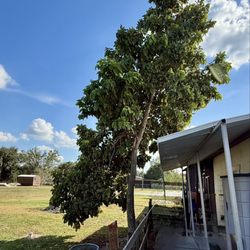 Rick's Custom Meats - Avocado tree