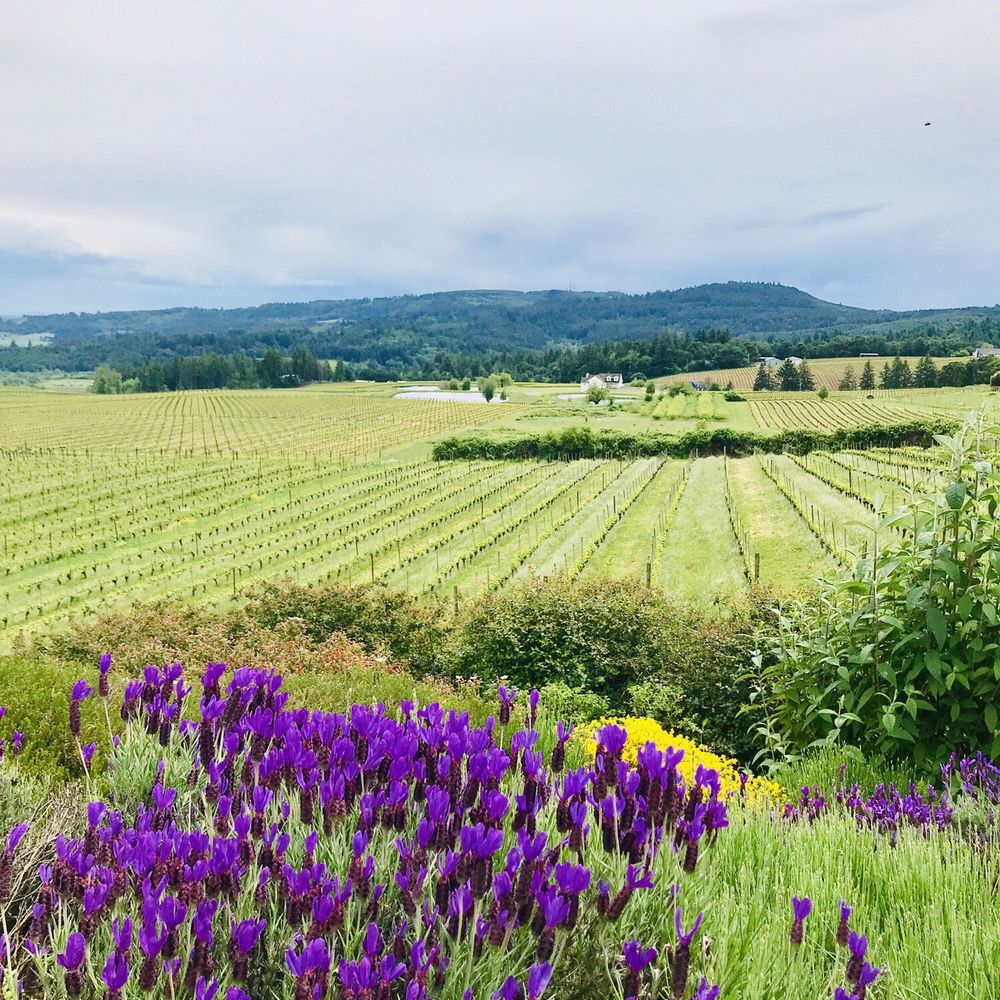 Pinot Car Service - Bethel Heights Vineyard - Wine Tours Near Me Pinot Car Service - Bethel Heights Vineyard - Wine Tours Near Me